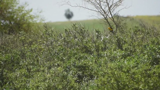 Saffron-cowled Blackbird - ML626404552