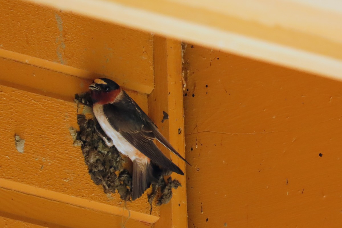 Cliff Swallow - ML626404701