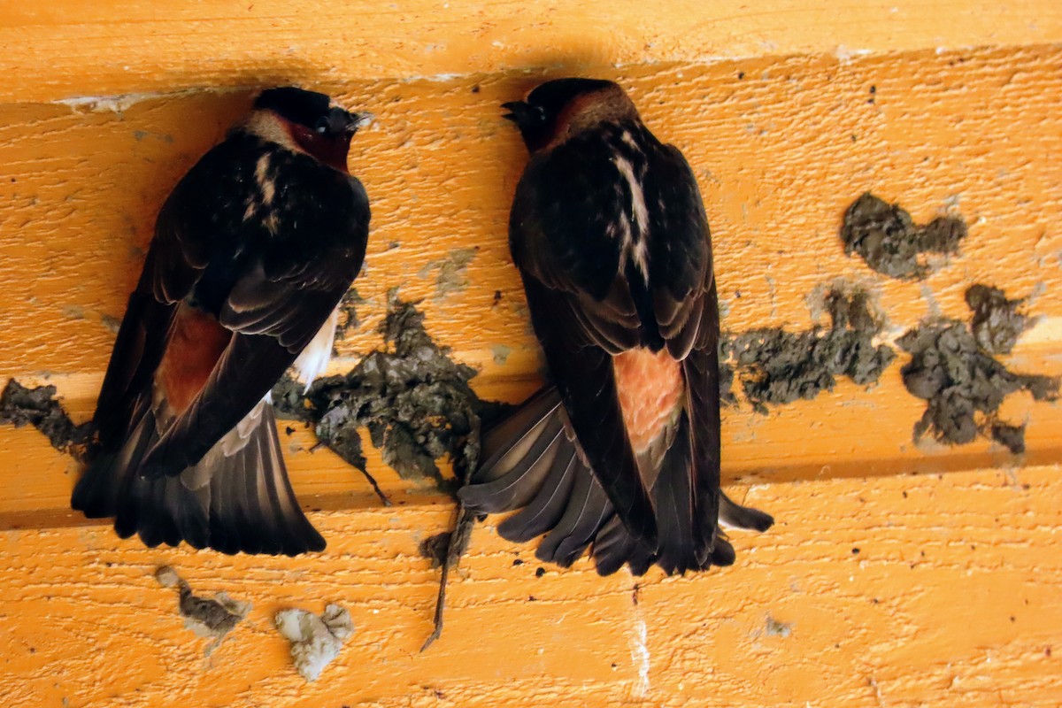 Cliff Swallow - ML626404702