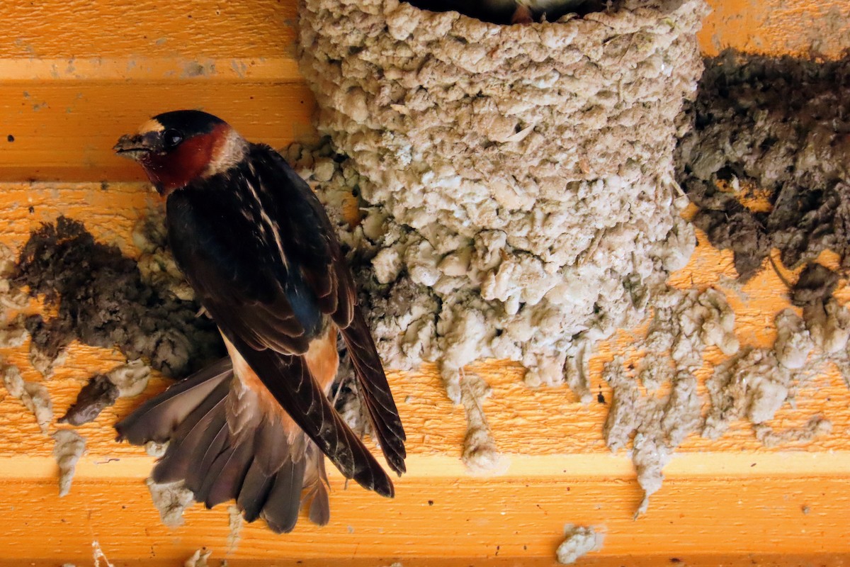 Cliff Swallow - ML626404703