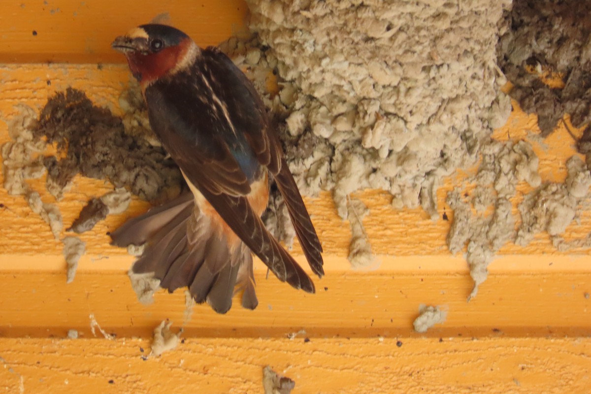 Cliff Swallow - ML626404704