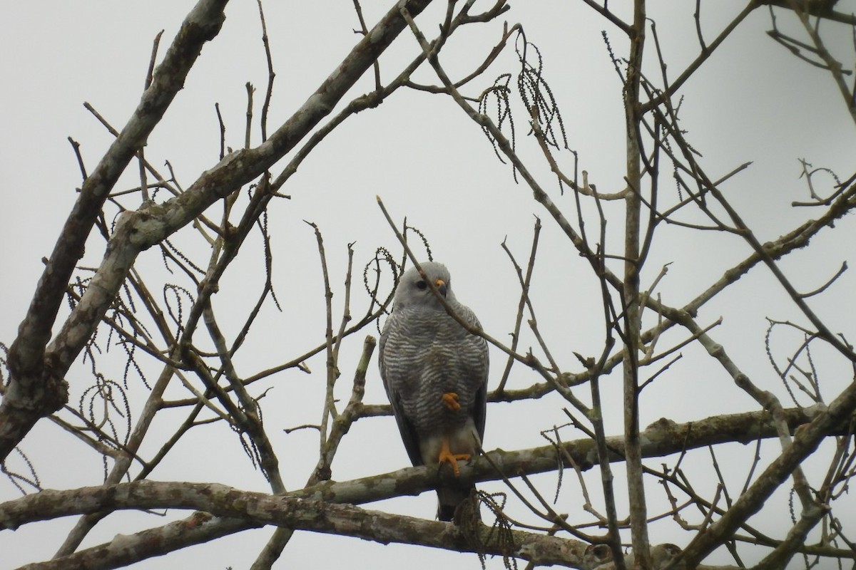 Gray-lined Hawk - ML626404710
