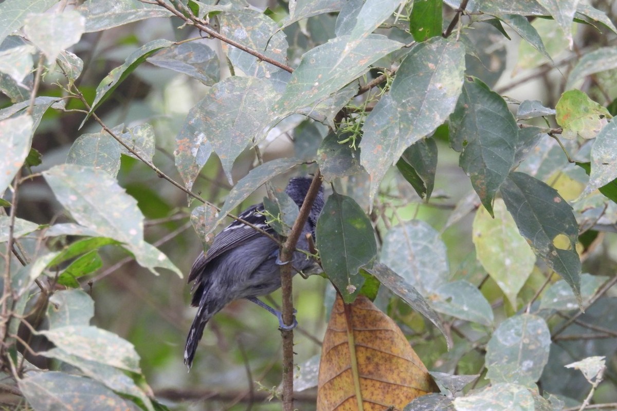 Black-crowned Antshrike - ML626404739
