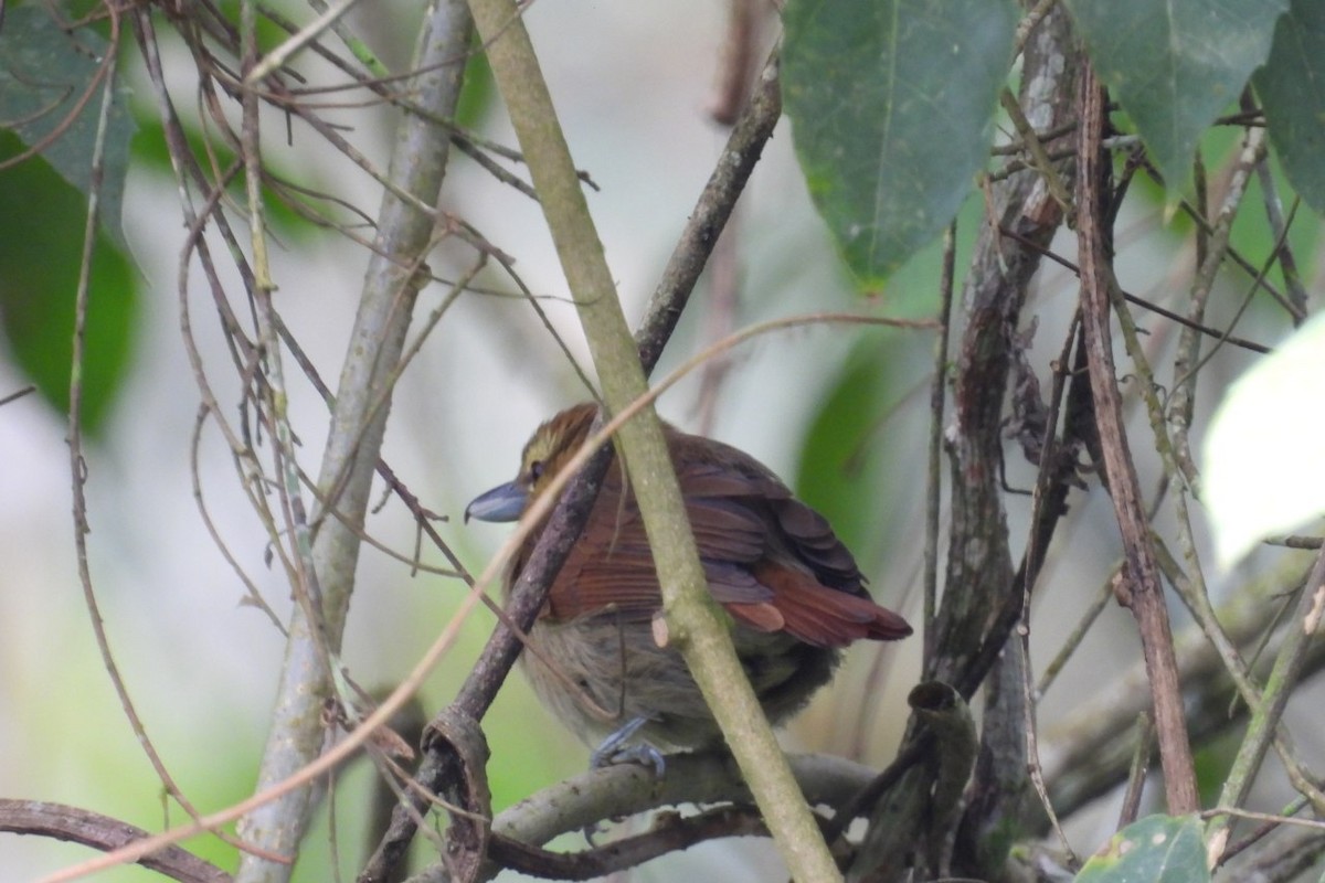 Black-crowned Antshrike - ML626404740