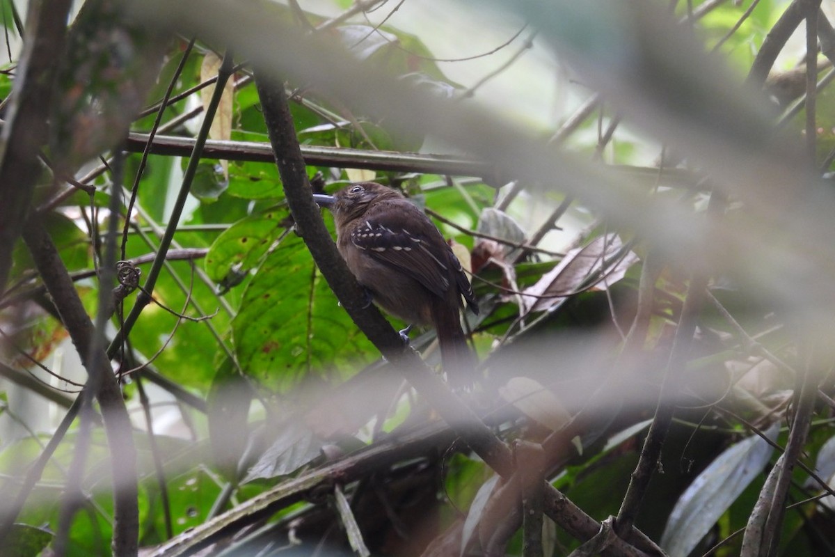 Black-crowned Antshrike - ML626404741