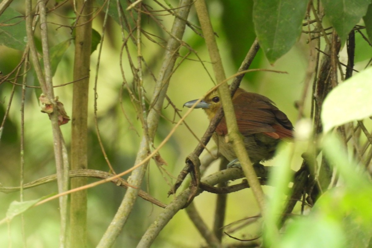 Black-crowned Antshrike - ML626404742