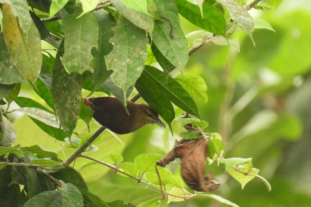 Russet Antshrike - ML626404750