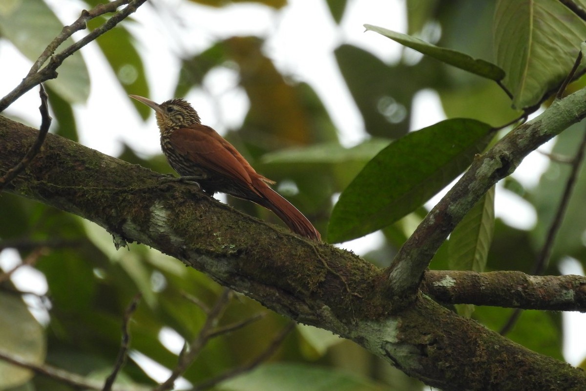 Streak-headed Woodcreeper - ML626404766