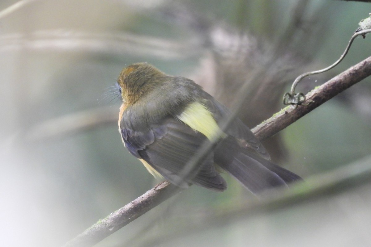 Sulphur-rumped Flycatcher - ML626404778