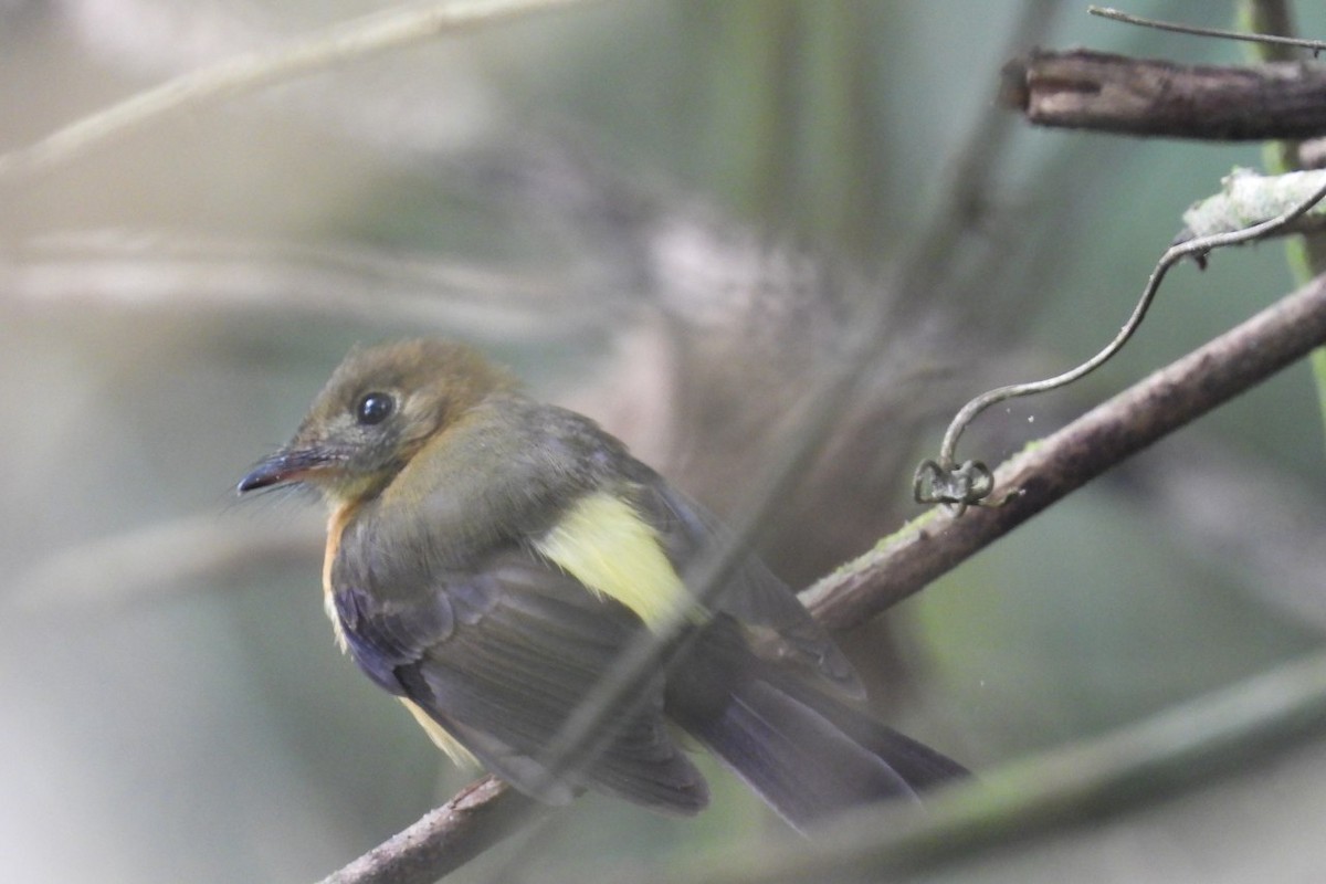 Sulphur-rumped Flycatcher - ML626404779