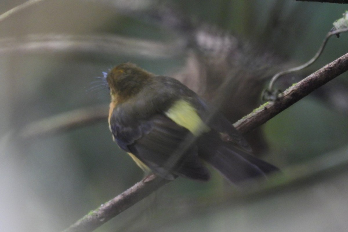 Sulphur-rumped Flycatcher - ML626404780