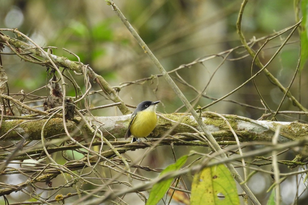 Common Tody-Flycatcher - ML626404791