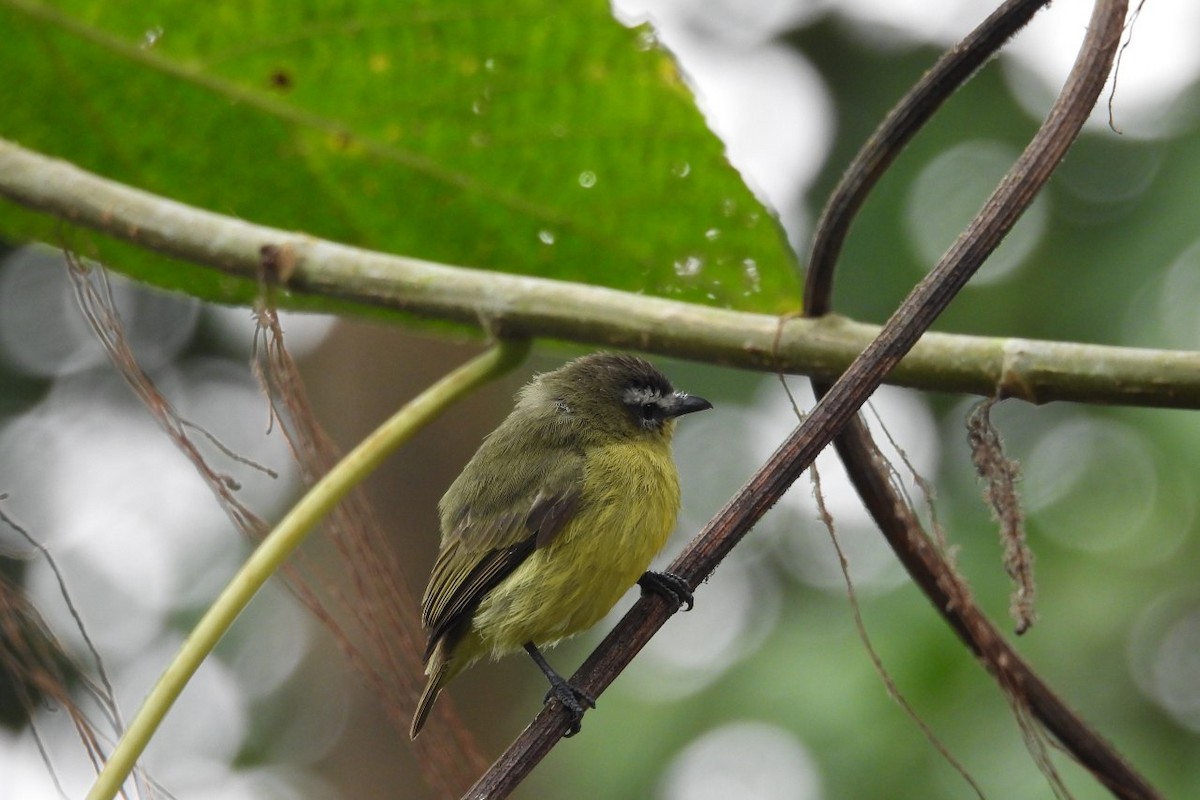 Brown-capped Tyrannulet - ML626404811