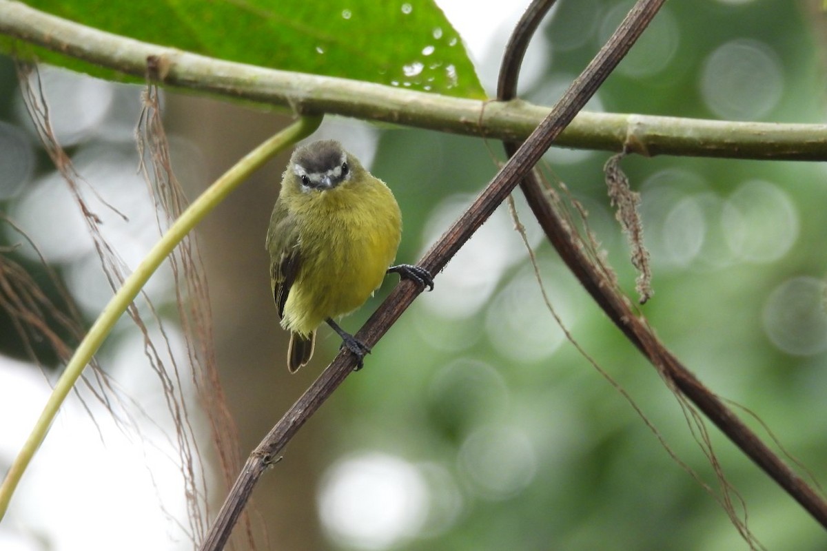 Brown-capped Tyrannulet - ML626404812