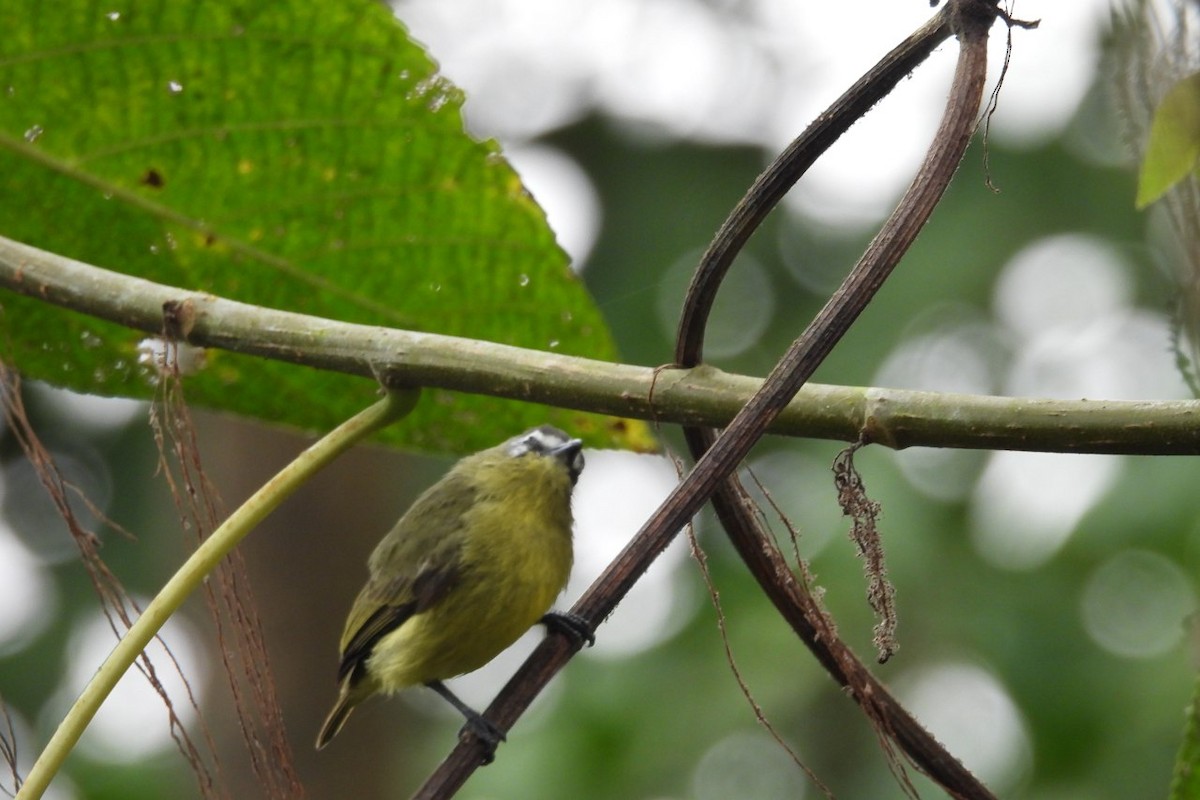 Brown-capped Tyrannulet - ML626404813