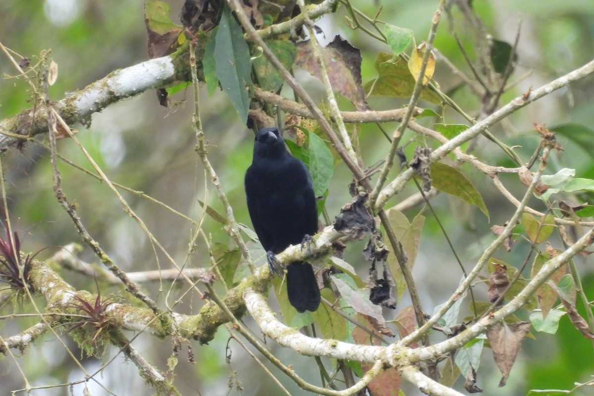 Scrub Blackbird - ML626404840