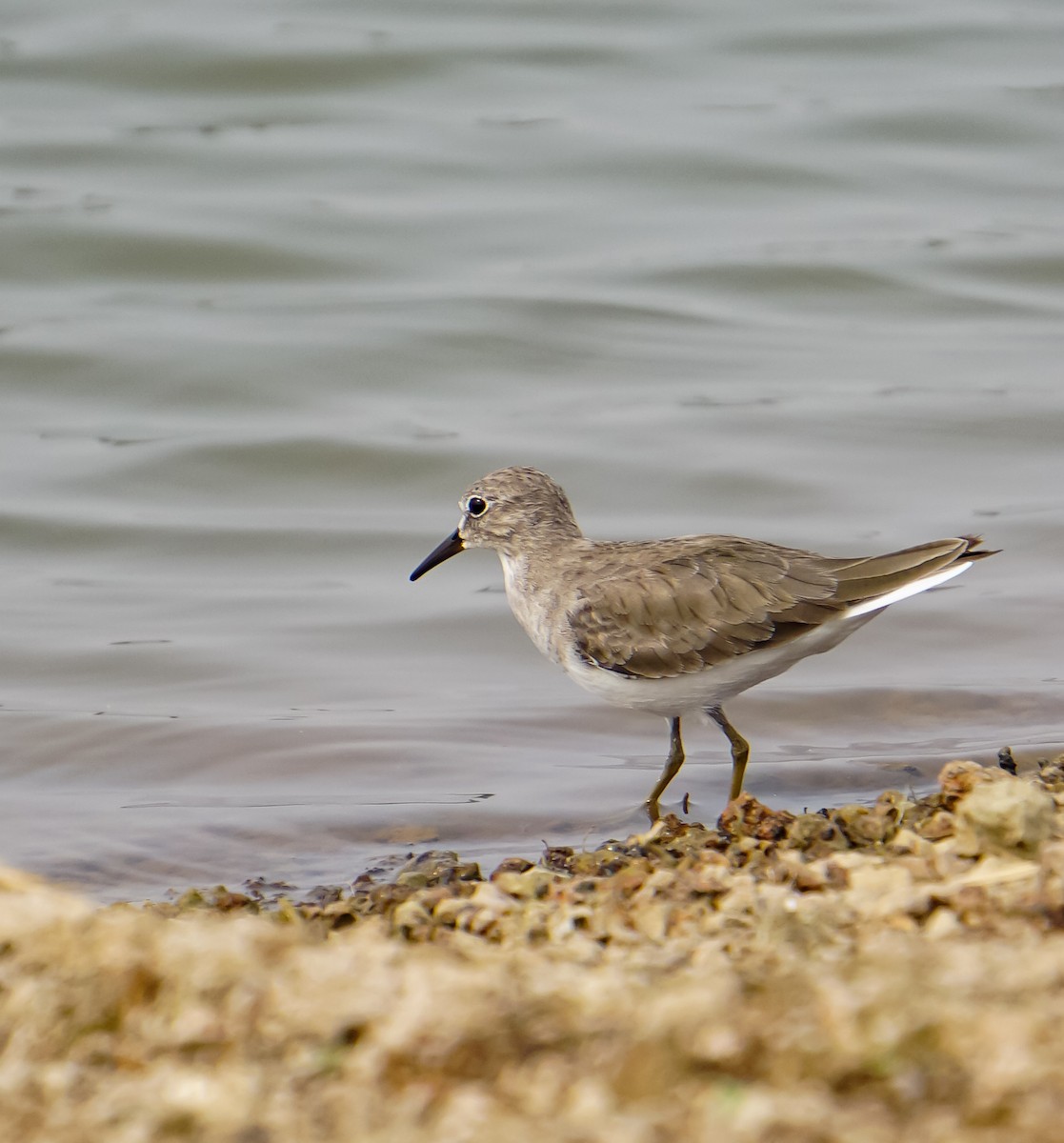 Temminck's Stint - ML626404844