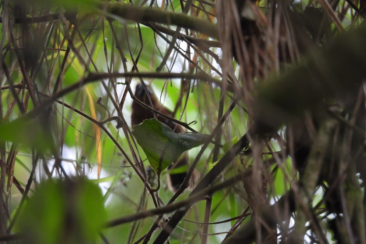 Blue-black Grosbeak - ML626404882