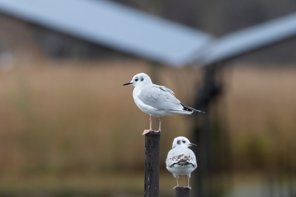 Bonaparte's Gull - ML626404890