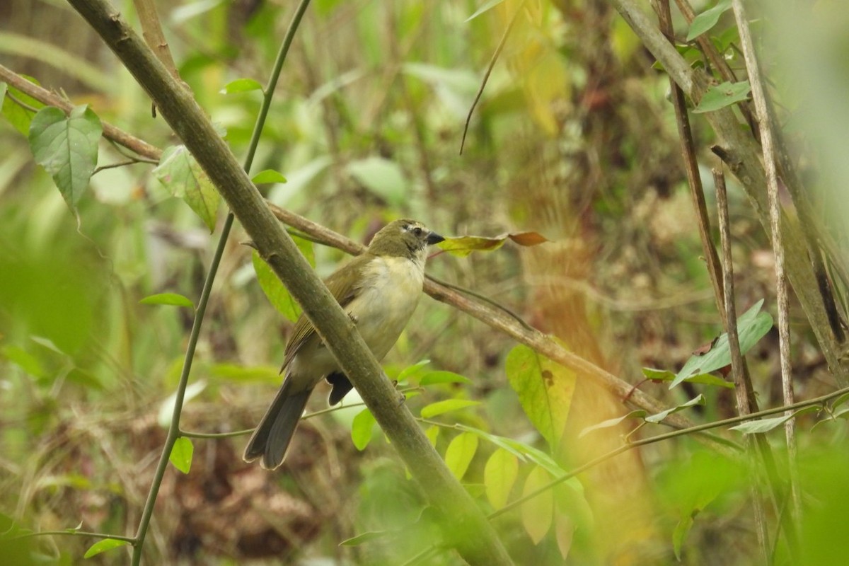 Streaked Saltator - ML626404911