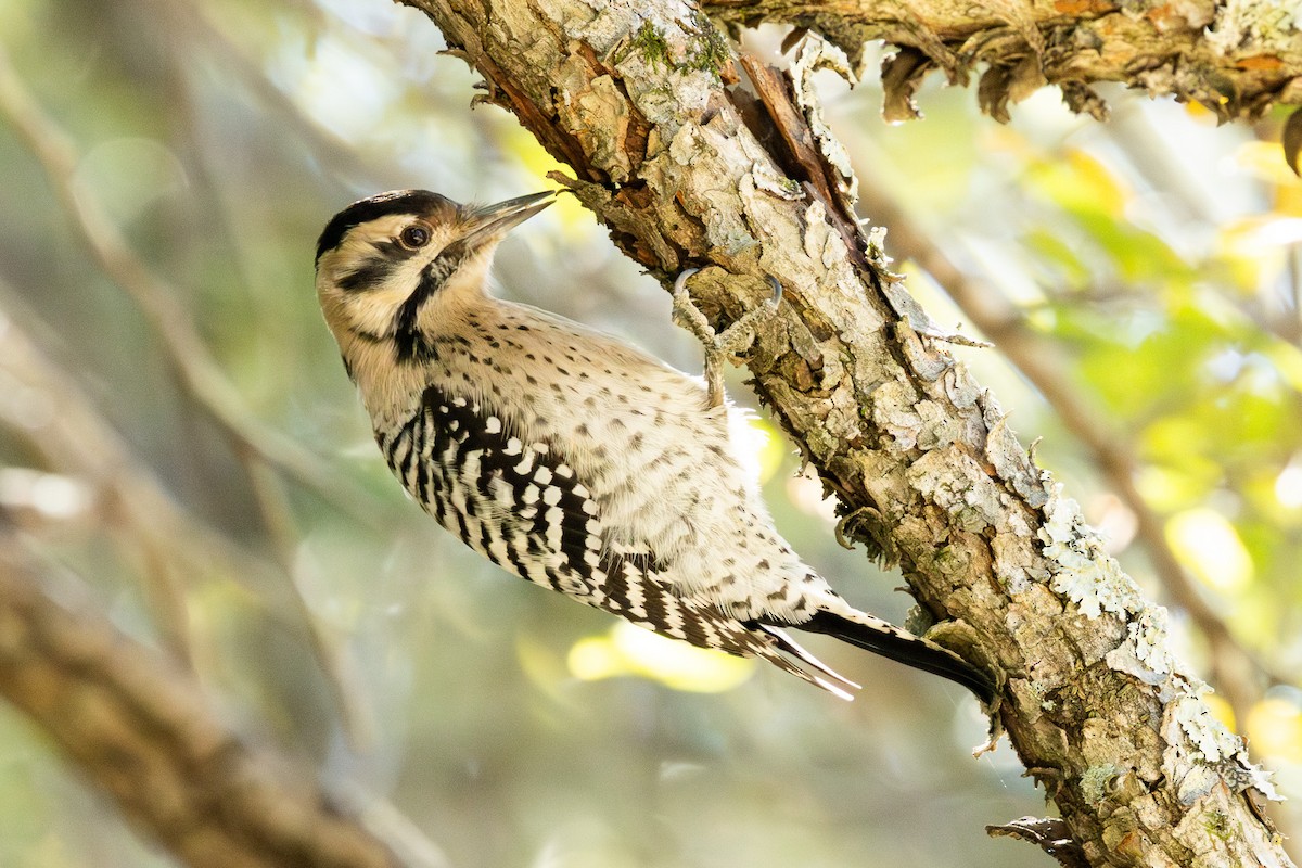 Ladder-backed Woodpecker - ML626404917