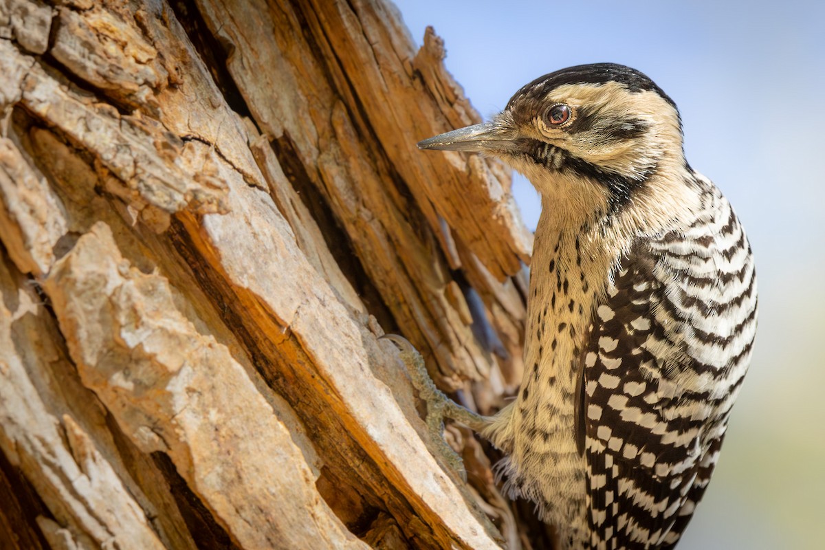 Ladder-backed Woodpecker - ML626404918