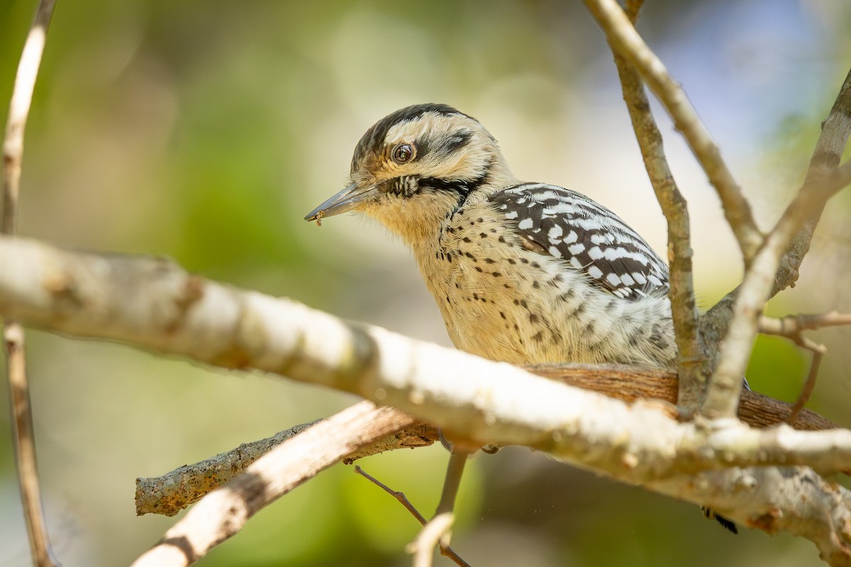 Ladder-backed Woodpecker - ML626404919