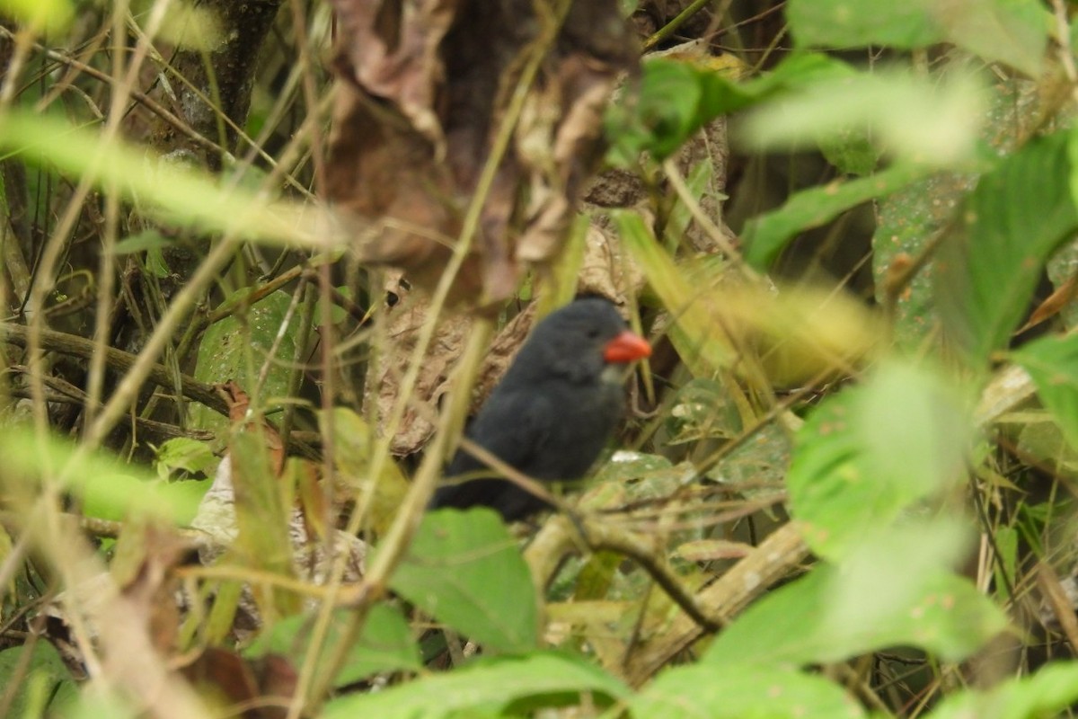Slate-colored Grosbeak - ML626404921