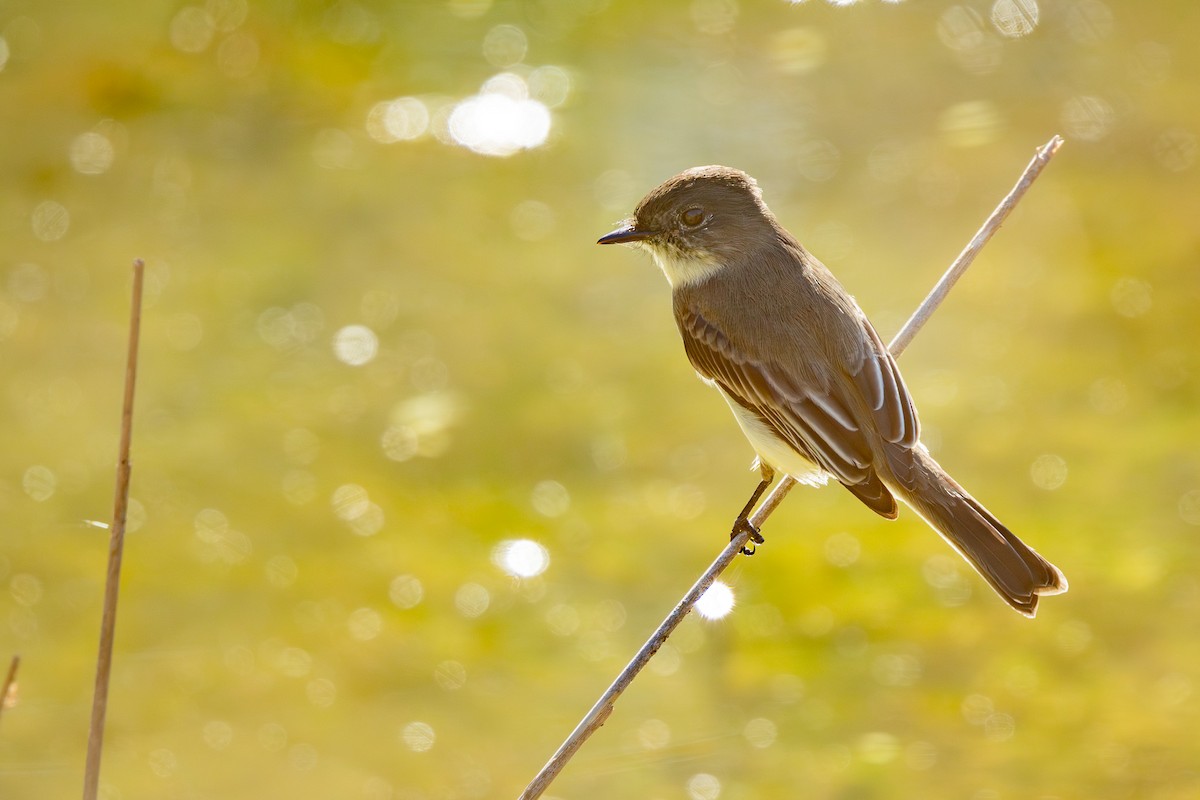 Eastern Phoebe - ML626404941