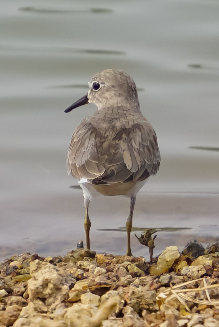 Temminck's Stint - ML626404942