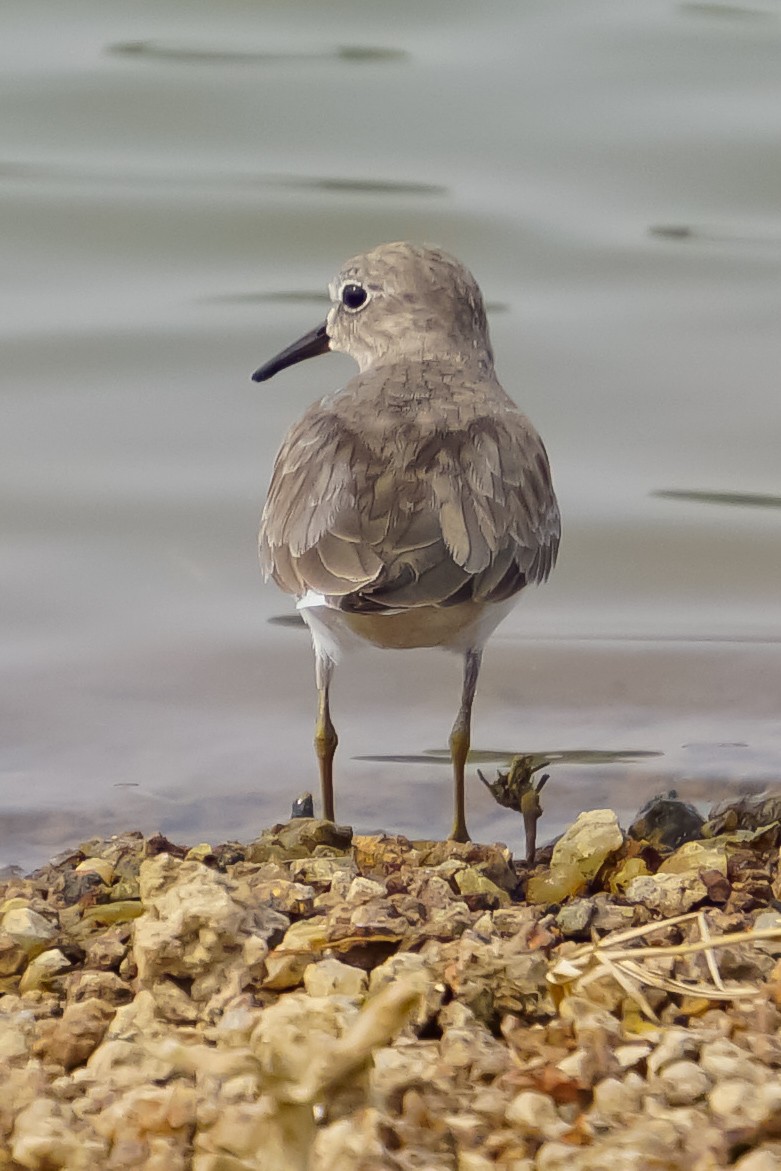 Temminck's Stint - ML626404945