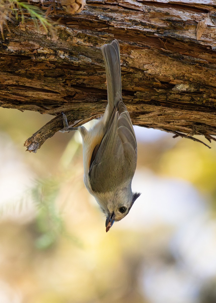 Black-crested Titmouse - ML626404954