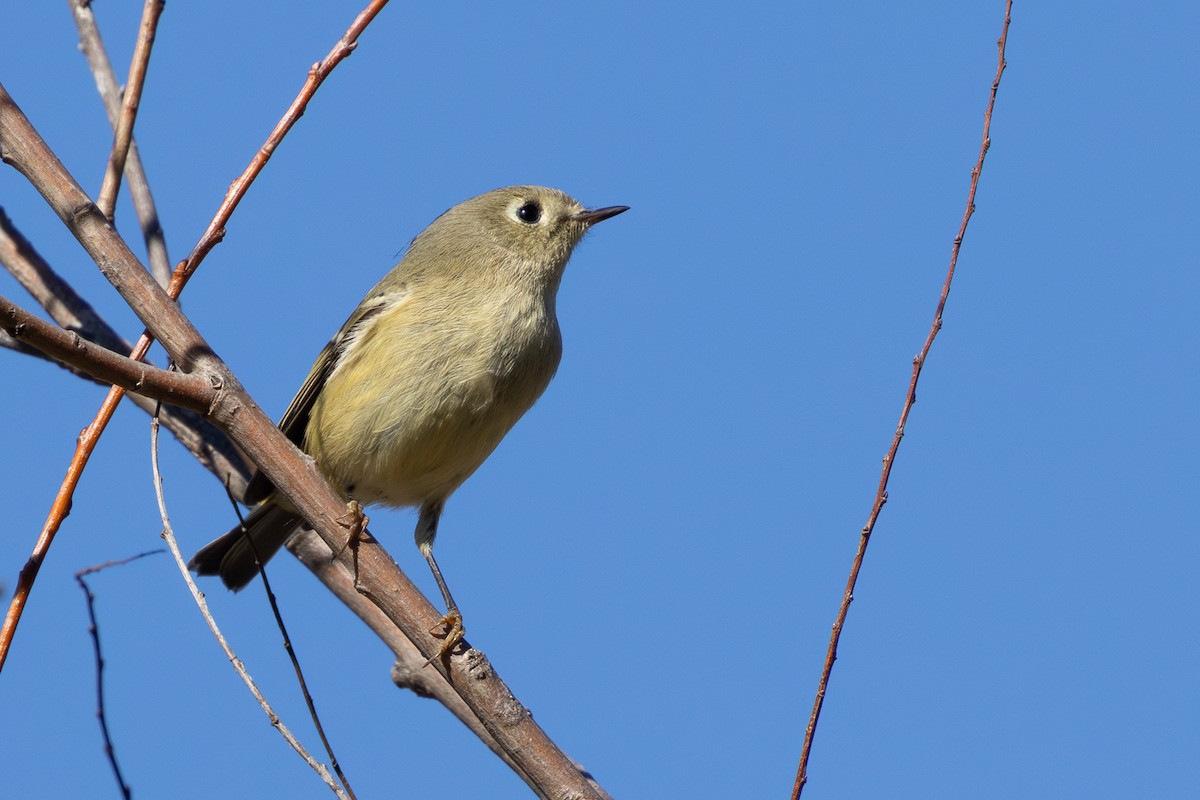 Ruby-crowned Kinglet - ML626404961