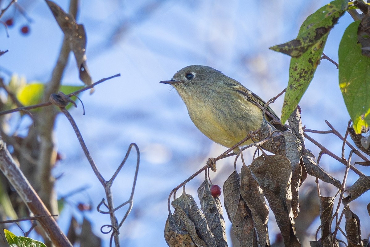 Ruby-crowned Kinglet - ML626404962