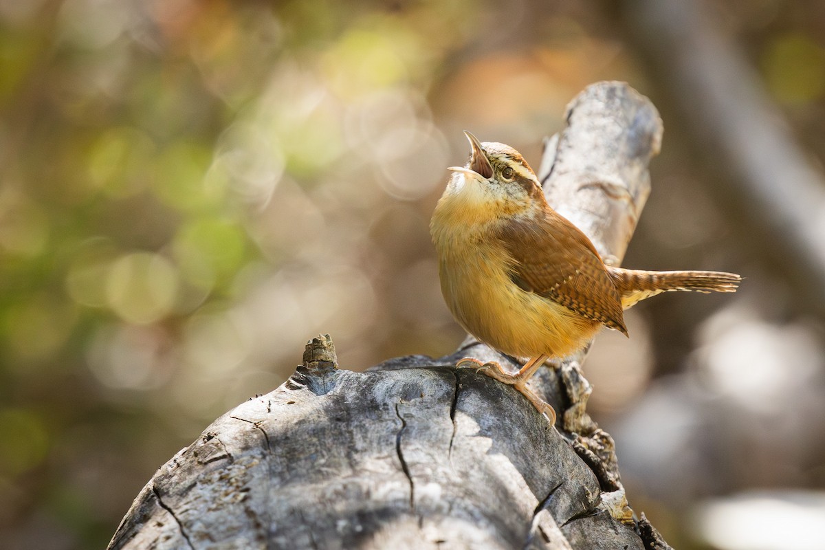 Carolina Wren - ML626404969