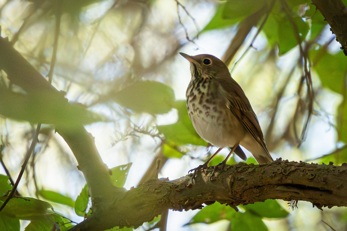 Hermit Thrush - ML626404983