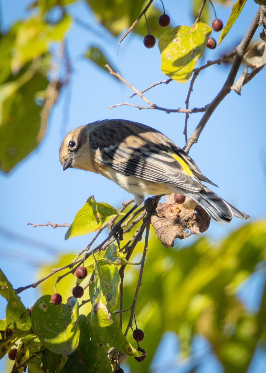 Yellow-rumped Warbler - ML626404987