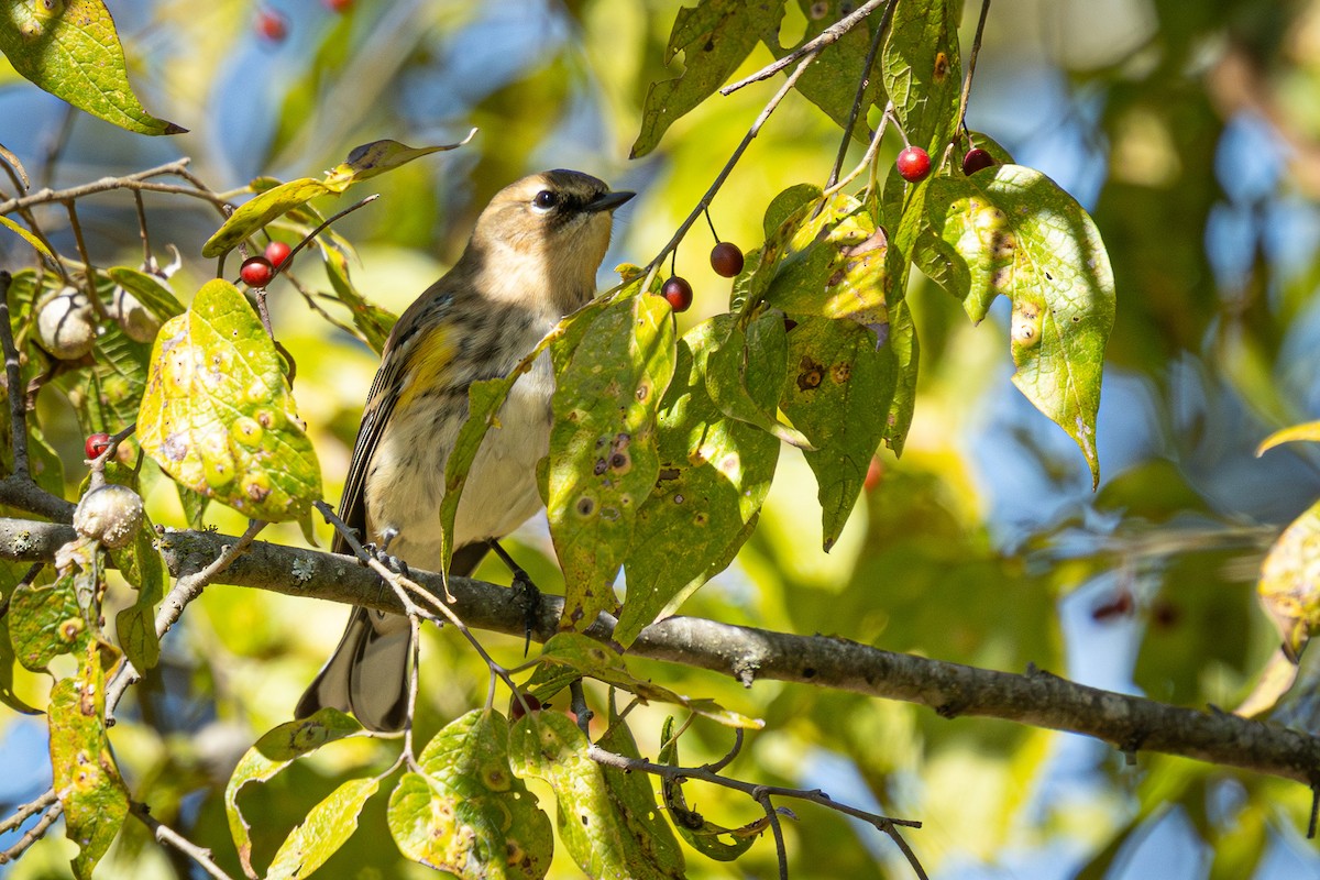 Yellow-rumped Warbler - ML626404988