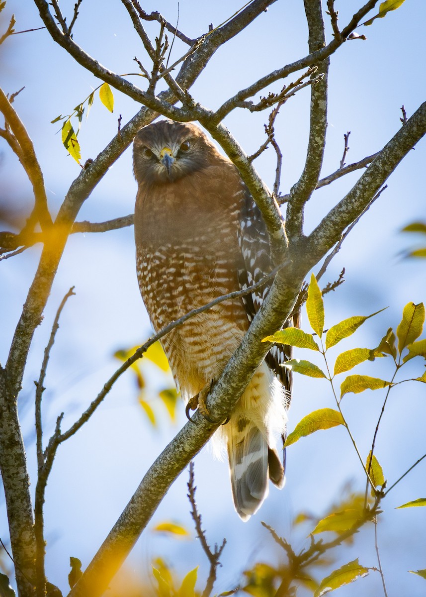 Red-shouldered Hawk - ML626404995