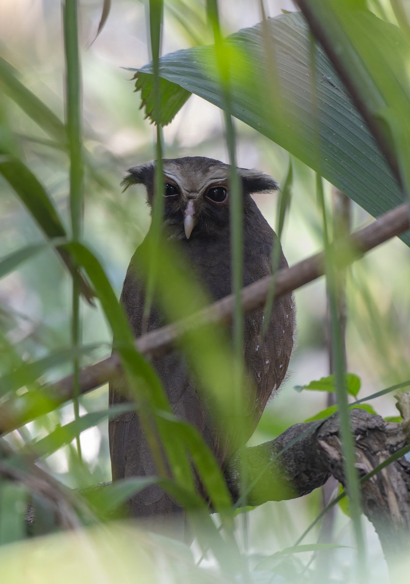 Crested Owl - ML626405018