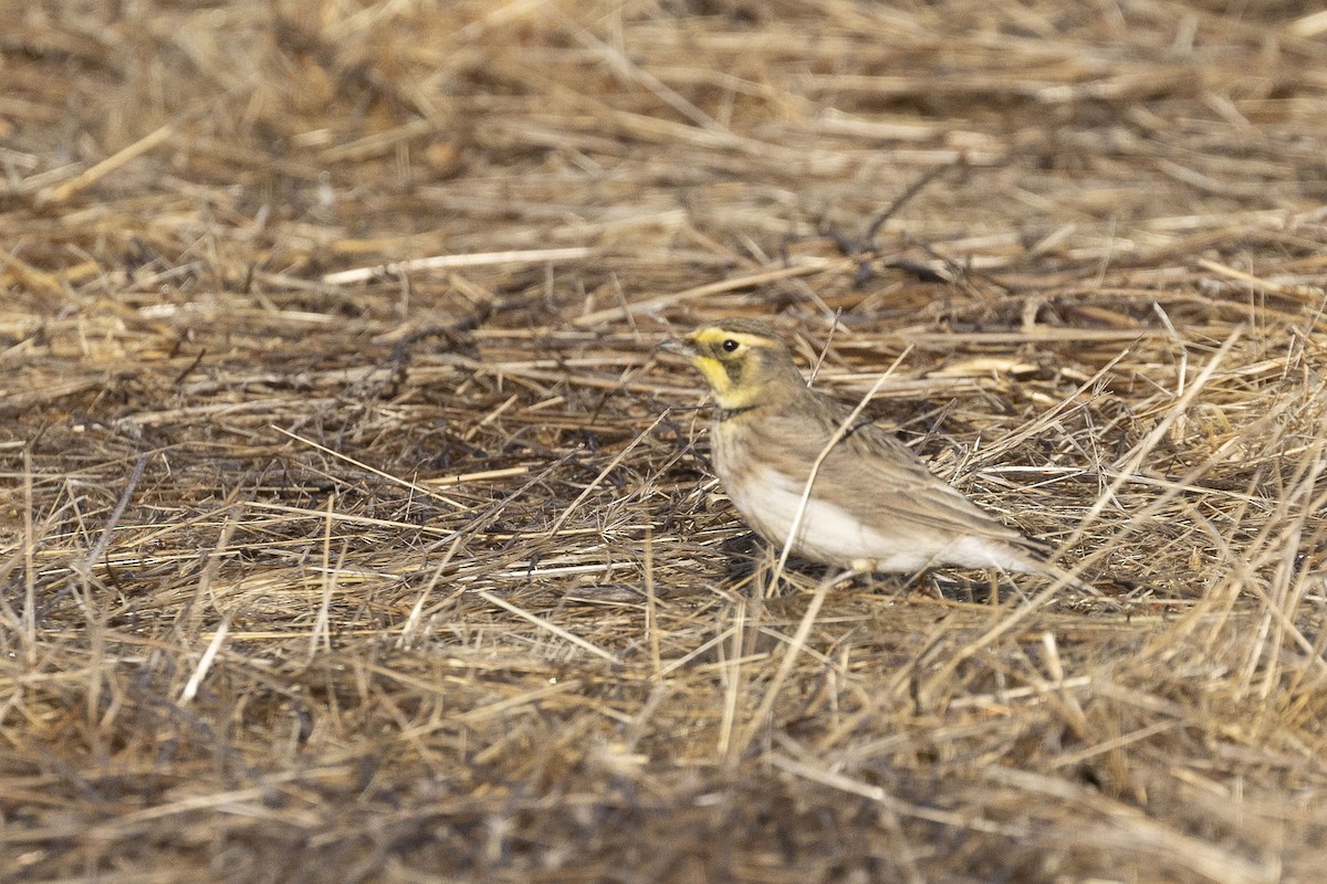 Horned Lark - ML626405393