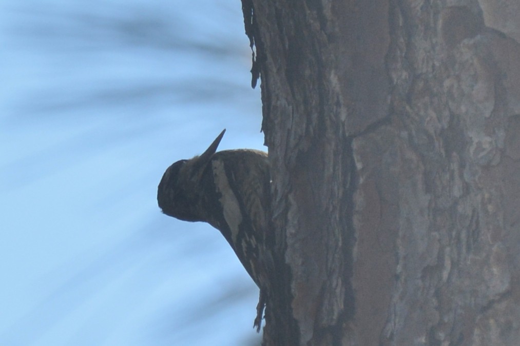 Yellow-bellied Sapsucker - ML626405639