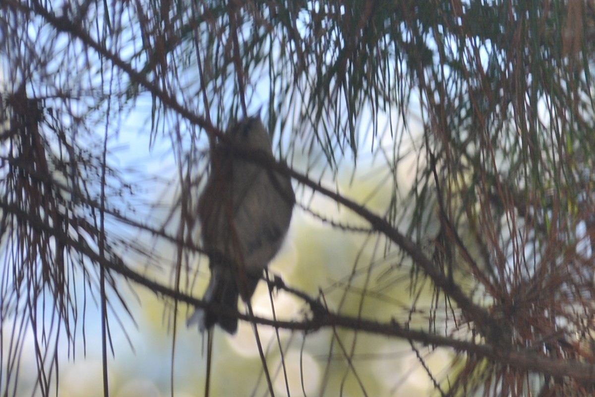 Golden-crowned Kinglet - ML626405642