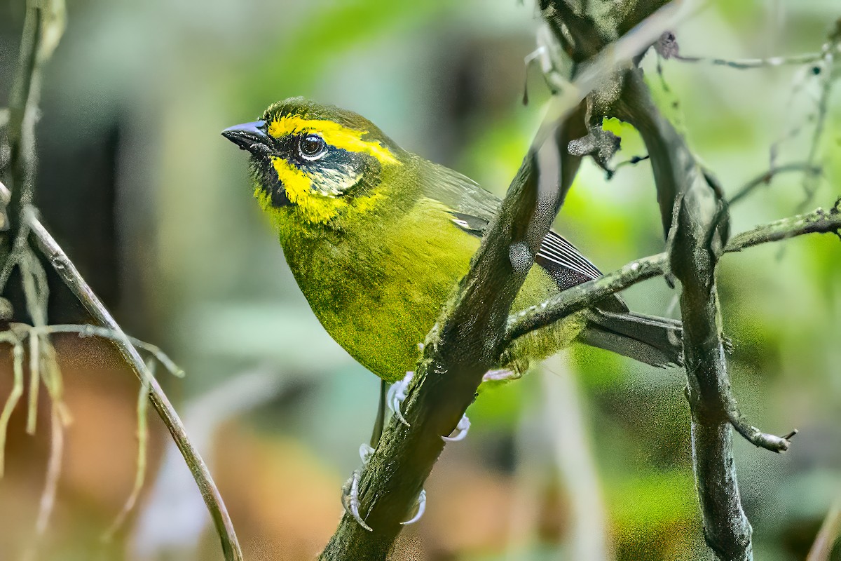 Yellow-striped Brushfinch - ML626405784