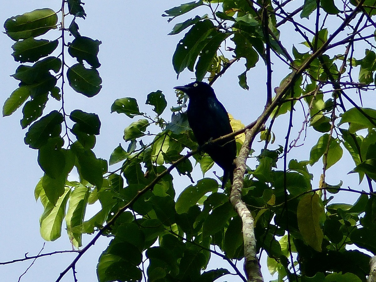 Hair-crested Drongo (White-eyed) - ML626405848