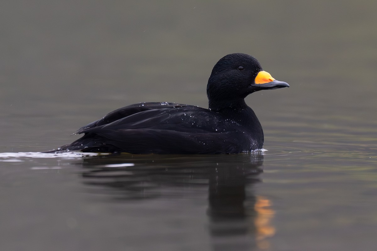 turpan žlutozobý - ML626405868