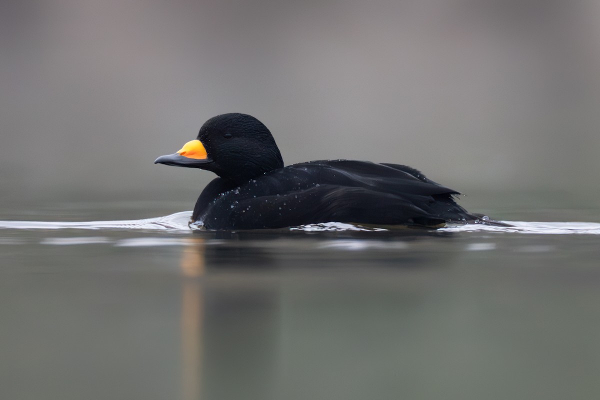 turpan žlutozobý - ML626405869