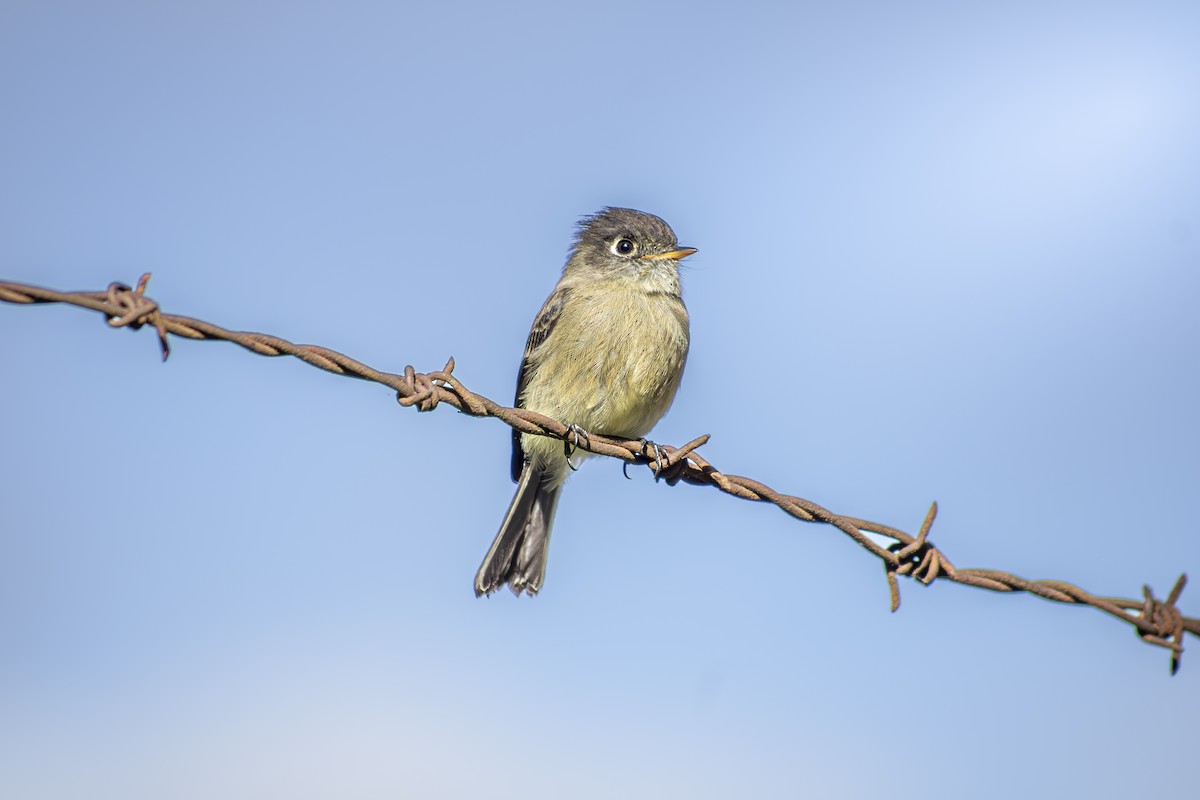 Black-capped Flycatcher - ML626405983