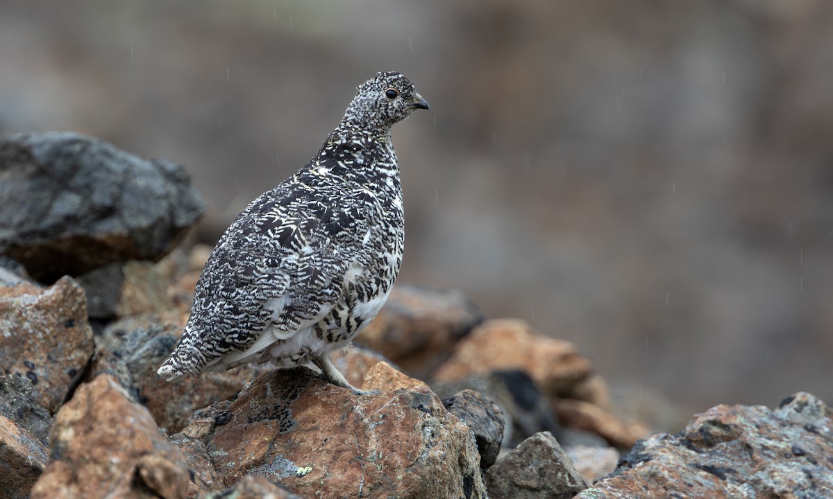 White-tailed Ptarmigan - ML626405989