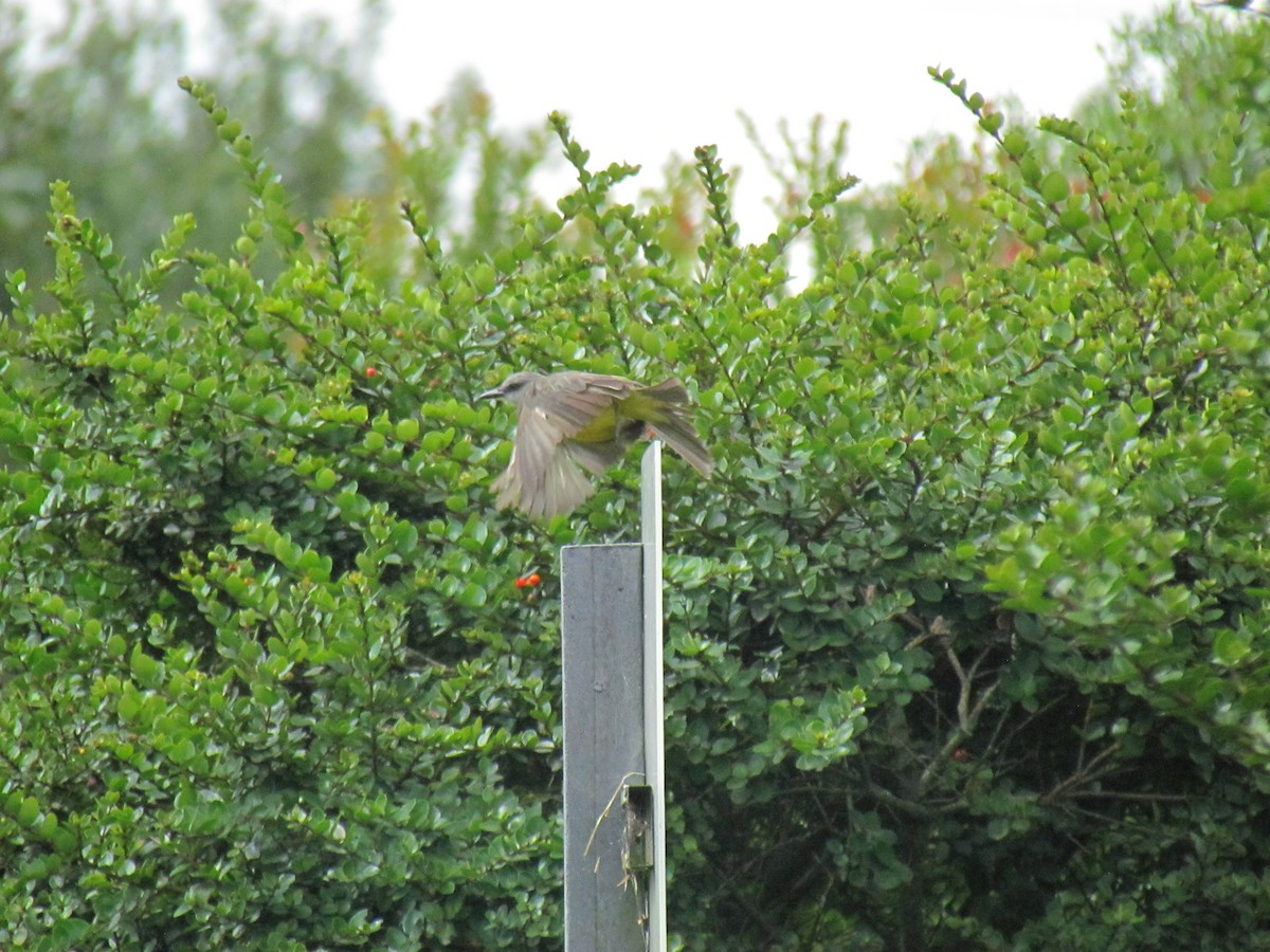 Tropical Kingbird - ML626406068